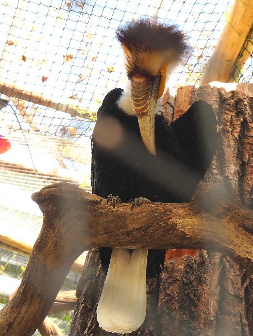 Wreathed hornbill (Rhyticeros undulatus), 2022-06-28