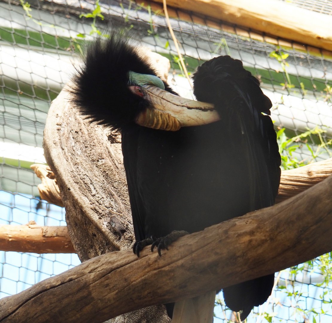 Wreathed hornbill (Rhyticeros undulatus), 2022-06-28