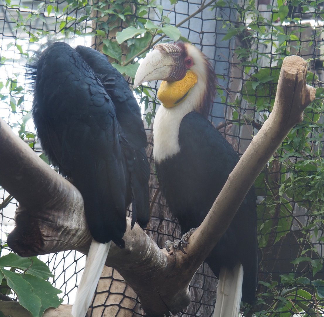 Wreathed hornbill (Rhyticeros undulatus), 2022-06-28