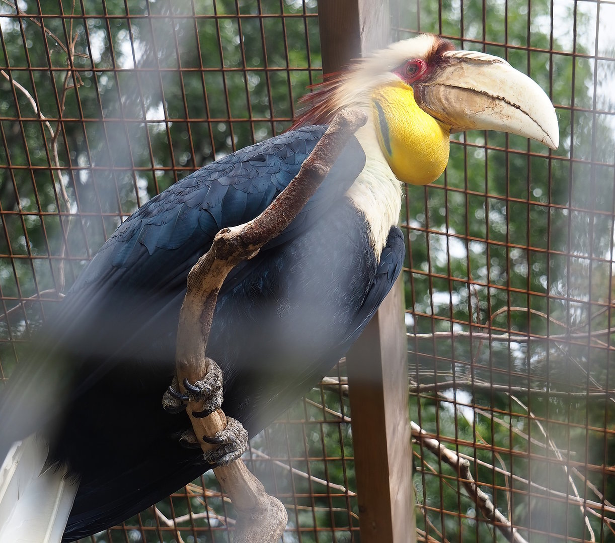 Wreathed hornbill (Rhyticeros undulatus), 2022-08-28