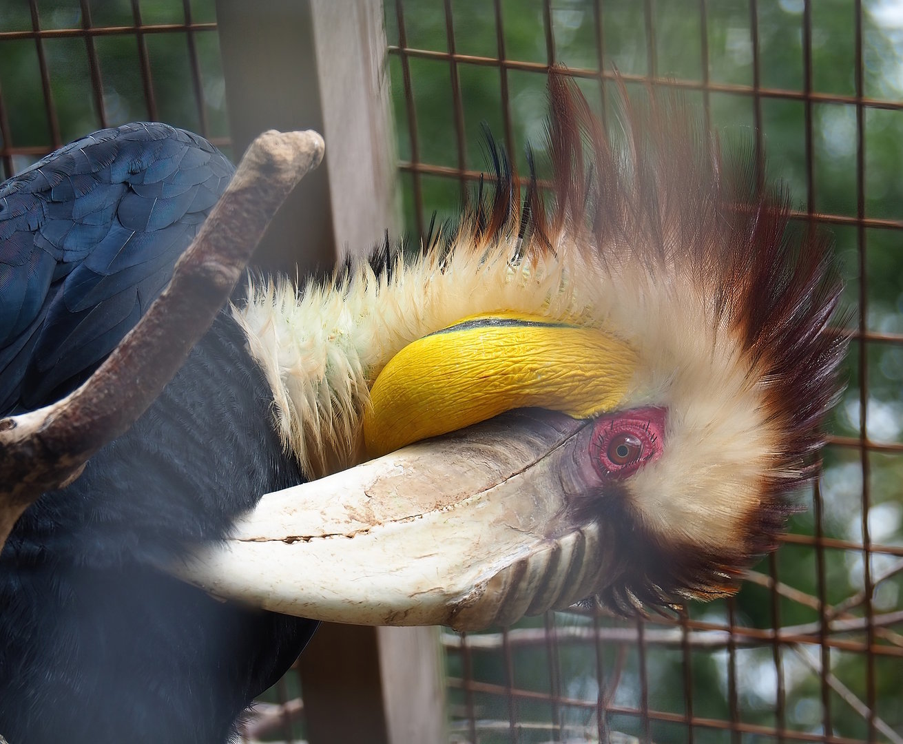 Wreathed hornbill (Rhyticeros undulatus), 2022-08-28
