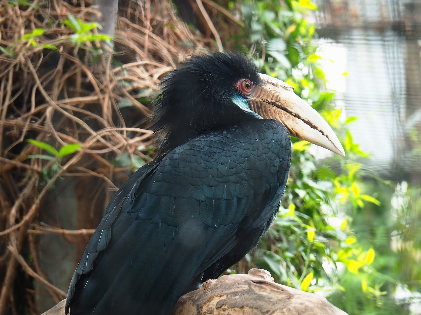 Wreathed hornbill (Rhyticeros undulatus), 2023-05-15