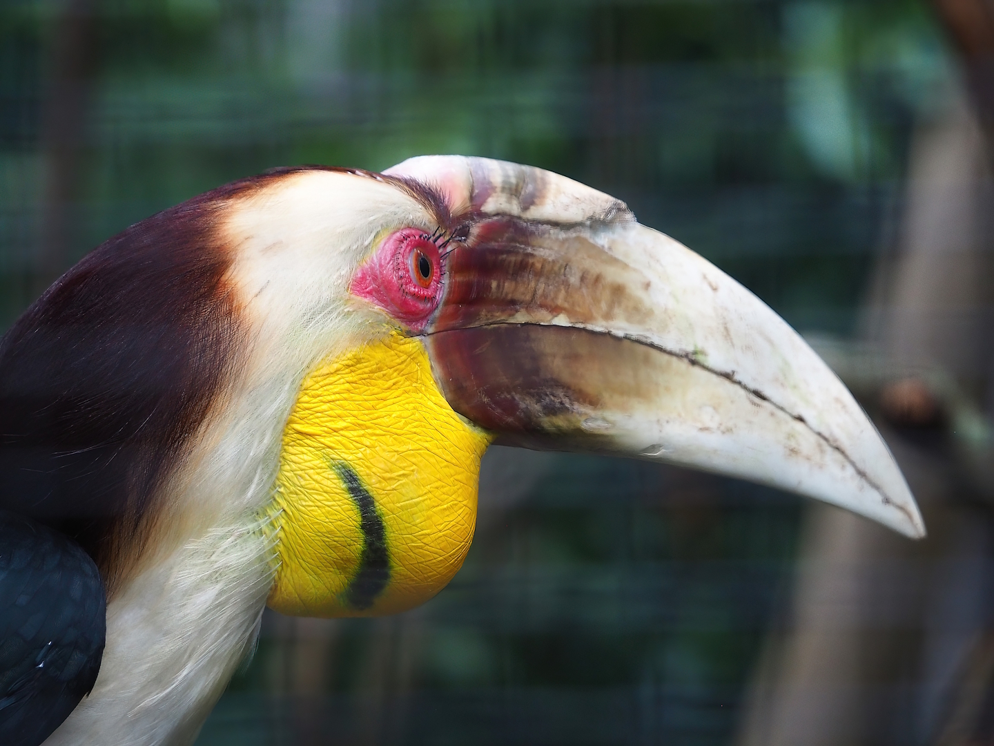 Wreathed hornbill (Rhyticeros undulatus), 2023-08-17