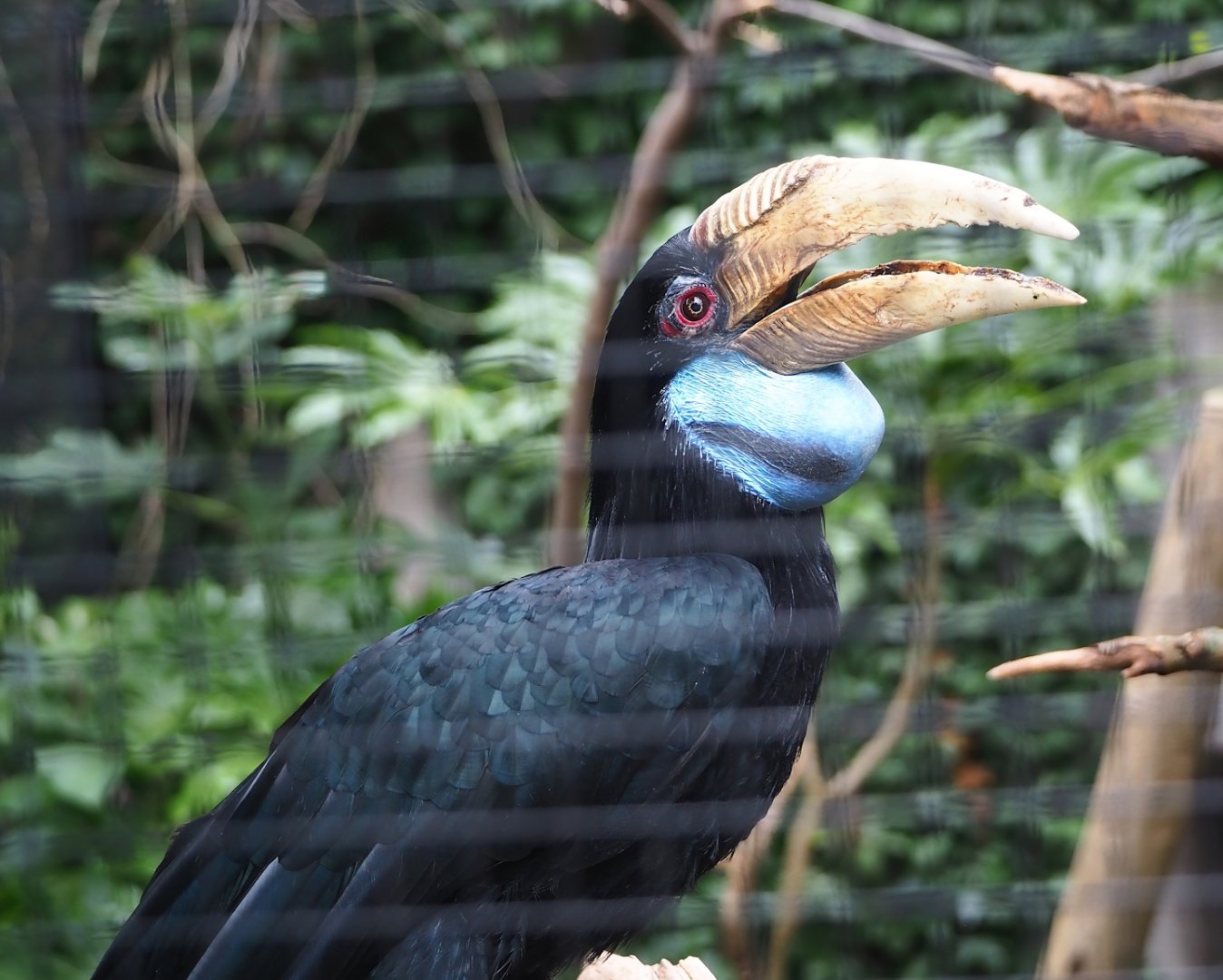 Wreathed hornbill (Rhyticeros undulatus), 2023-08-17