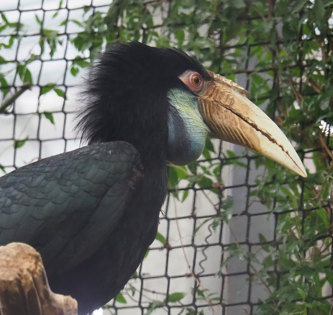 Wreathed hornbill (Rhyticeros undulatus), 2023-10-13
