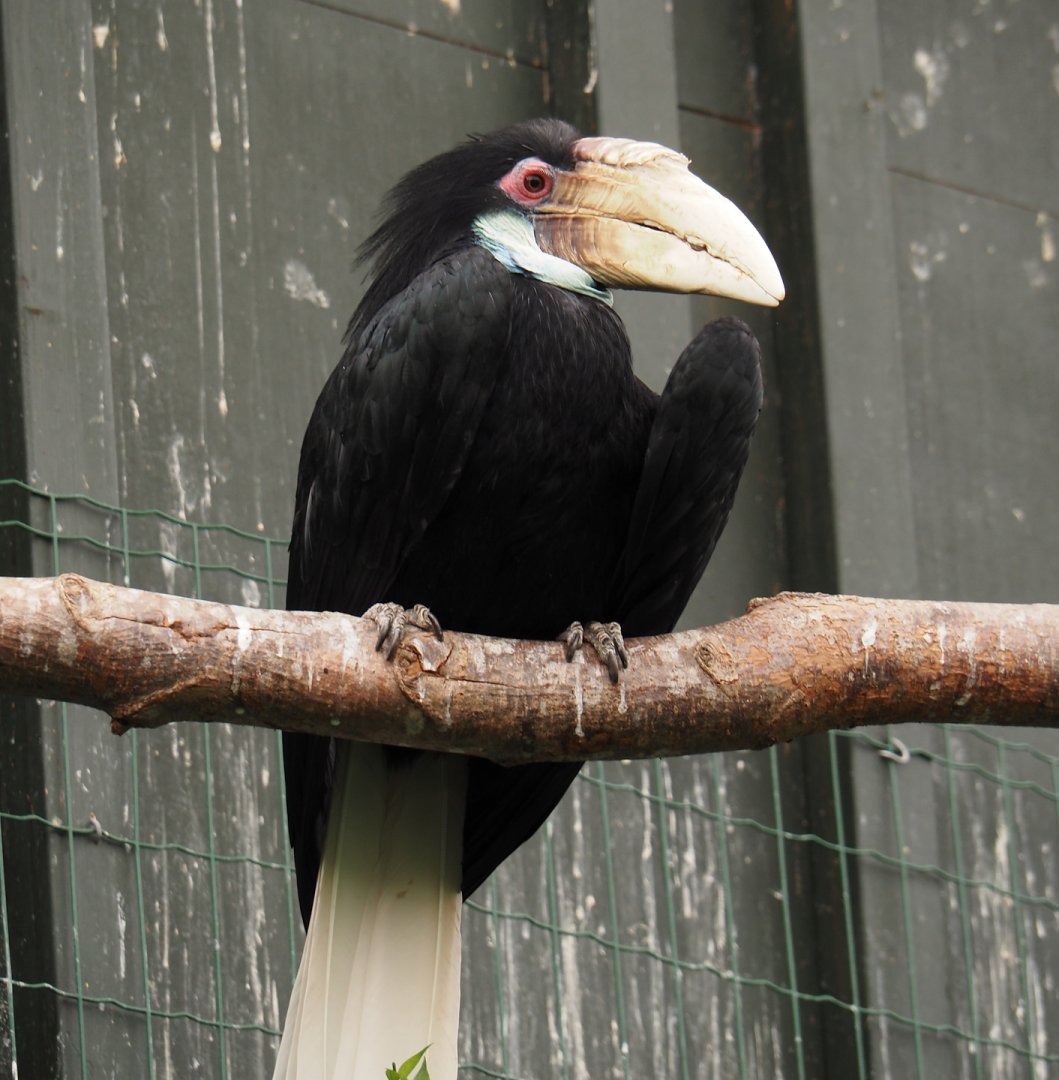 Wreathed hornbill (Rhyticeros undulatus), 2024-06-30