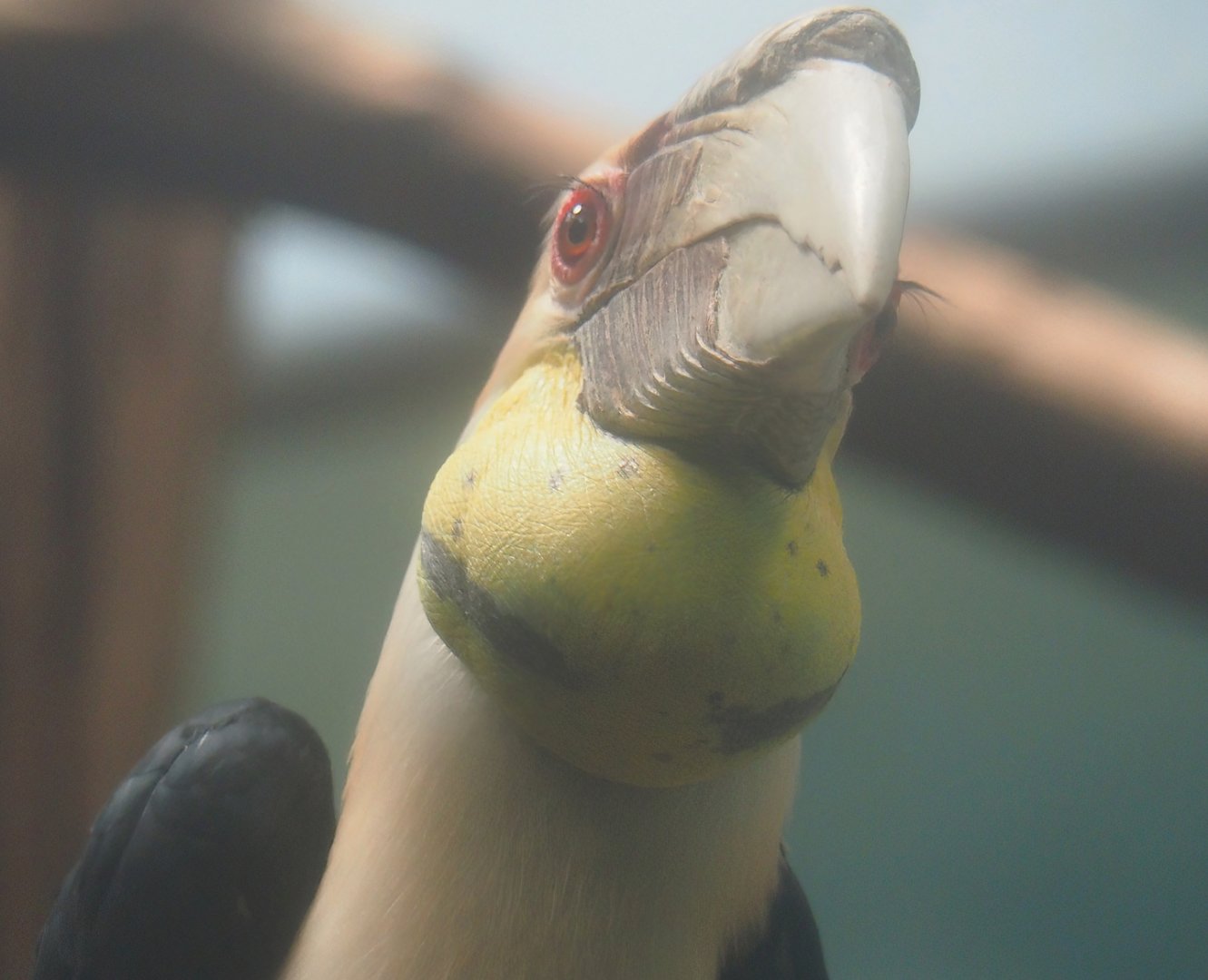 Wreathed hornbill (Rhyticeros undulatus), 2024-06-30