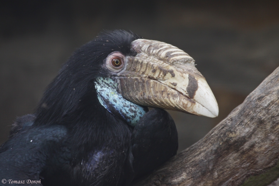 Wreathed Hornbill (Rhyticeros undulatus) - female