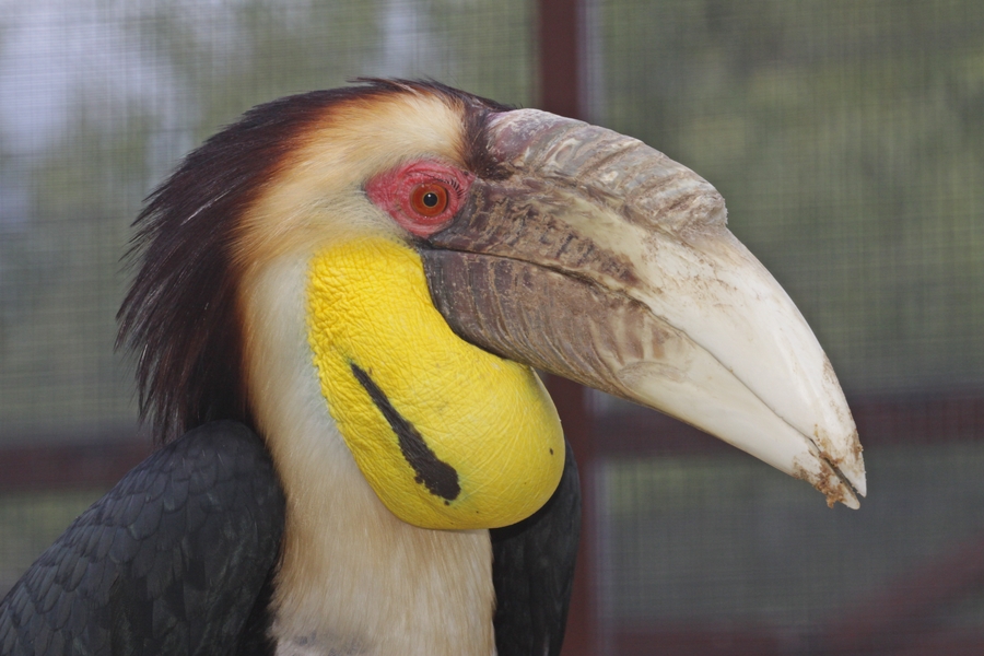 Wreathed Hornbill (Rhyticeros undulatus) - male