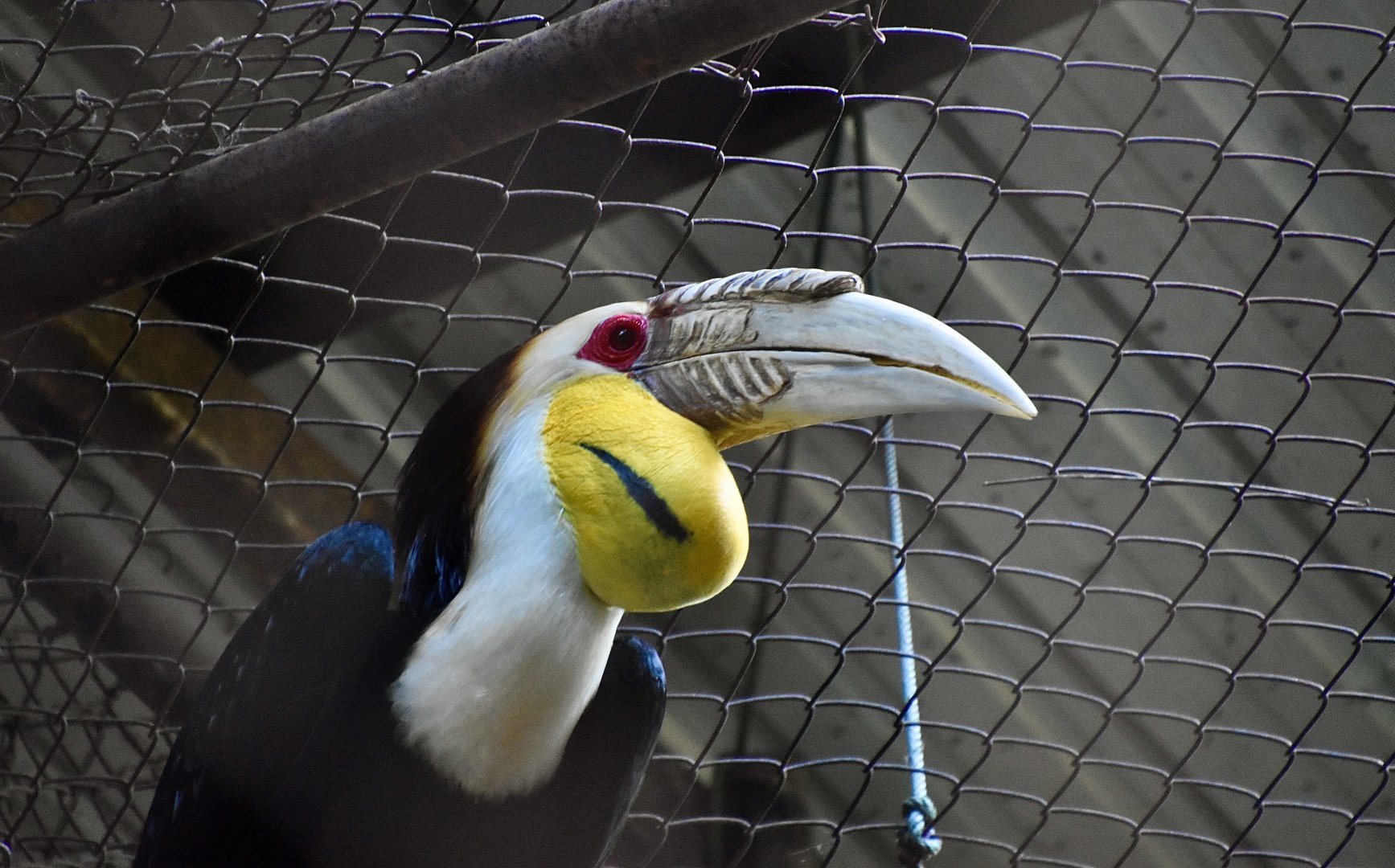Wreathed Hornbill (Rhyticeros undulatus) male