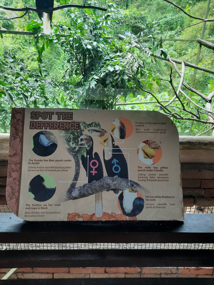 wreathed hornbill (rhyticeros undulatus) signage - 2