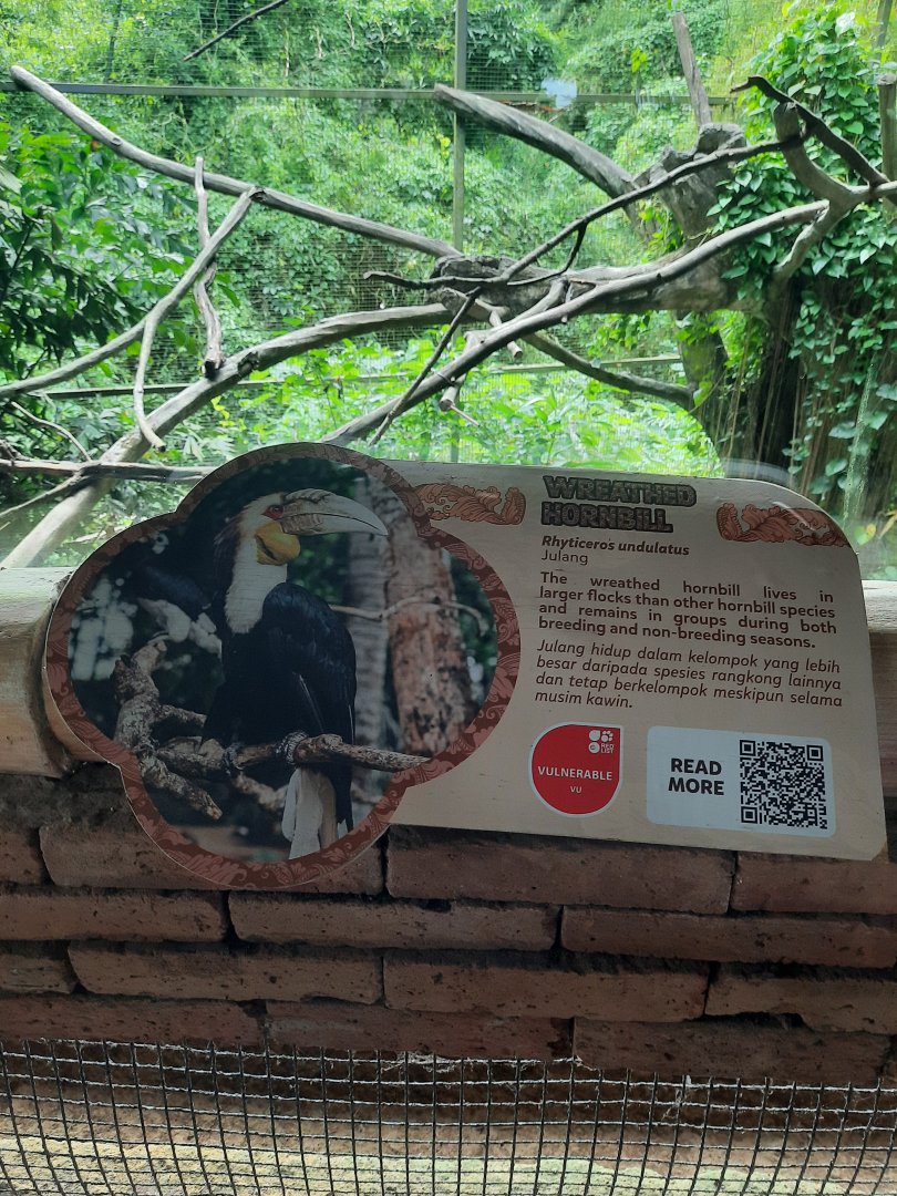wreathed hornbill (rhyticeros undulatus) singnage - 1