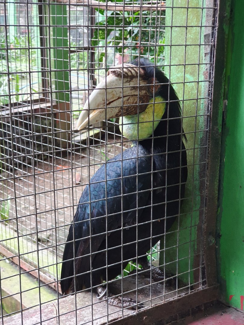 Wreathed Hornbill (Rhyticeros undulatus) - Taru Jurug Zoo