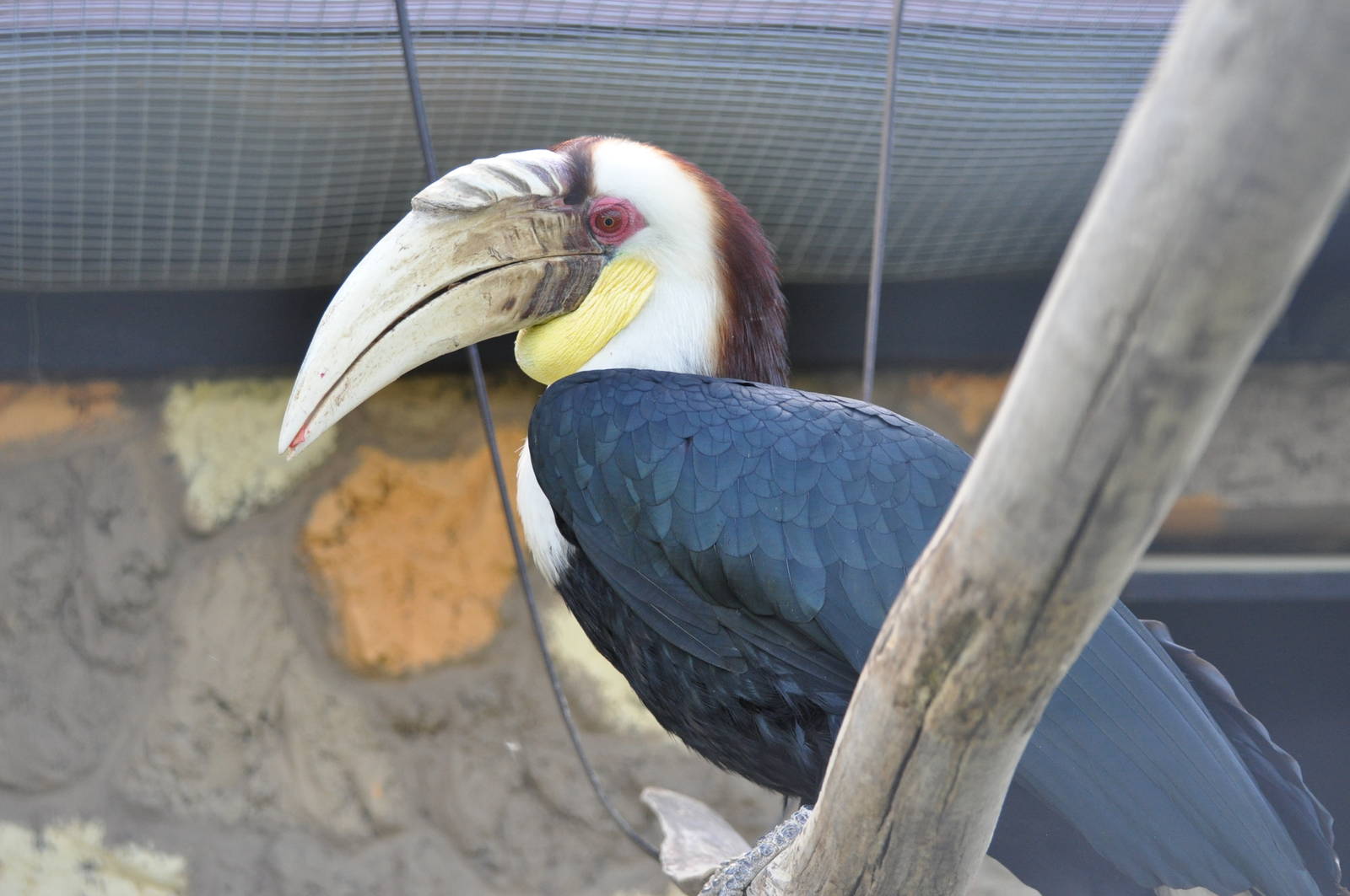 Wreathed hornbill/ Rhyticeros undulatus
