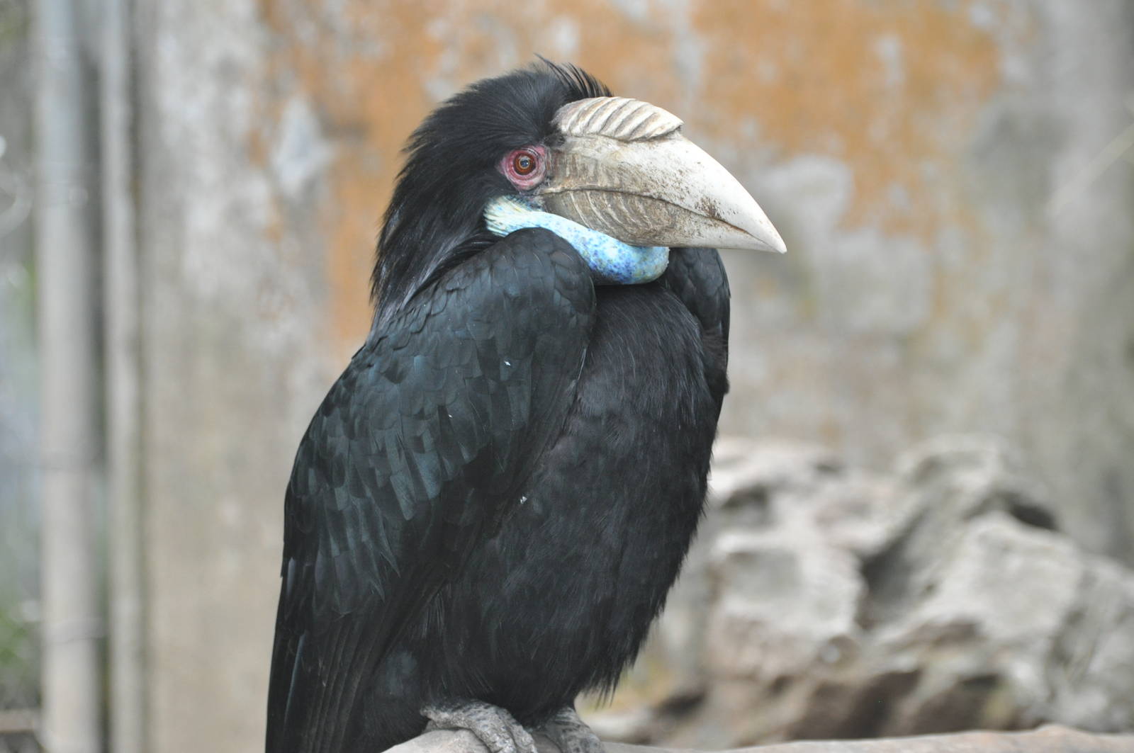 Wreathed hornbill/ Rhyticeros undulatus