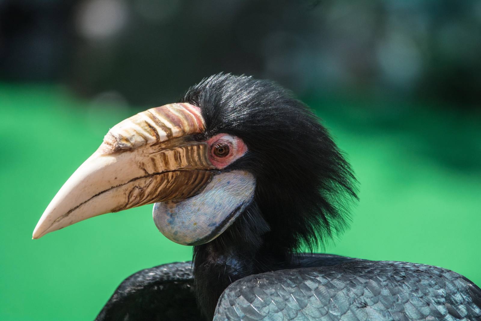 Wreathed Hornbill - Rhyticeros undulatus