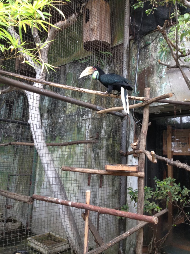 Wreathed Hornbill (?) (Rhyticeros undulatus)