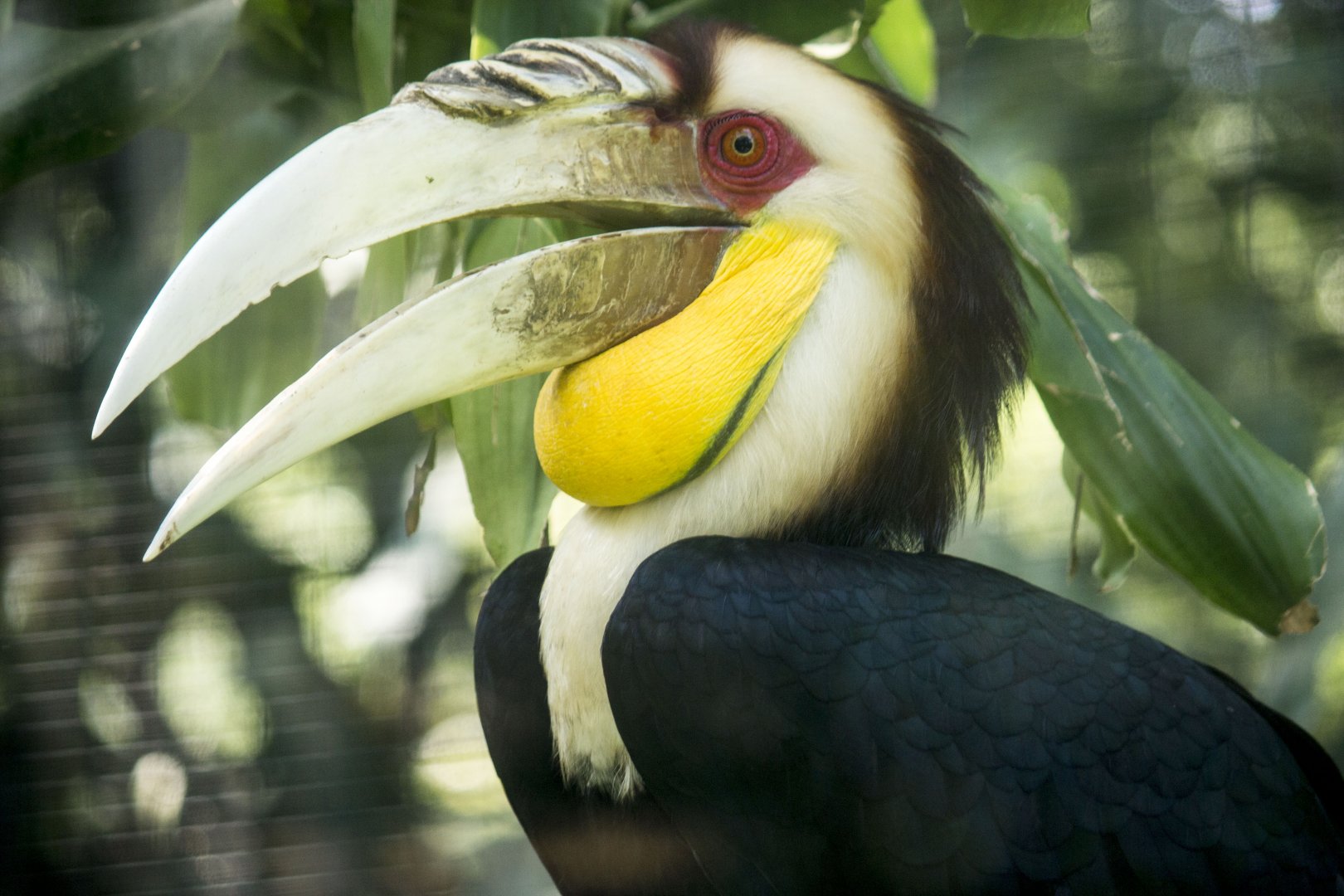 Wreathed hornbill, Rhyticeros undulatus