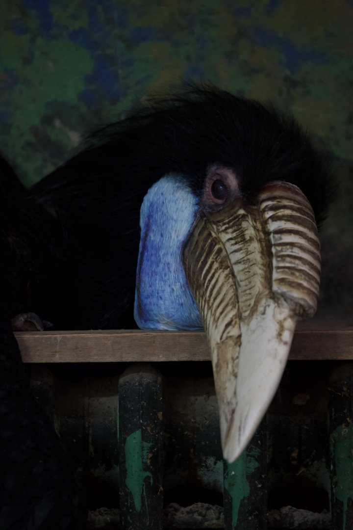 Wreathed Hornbill/ Rhyticeros undulatus