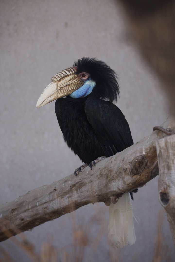 Wreathed Hornbill/ Rhyticeros undulatus