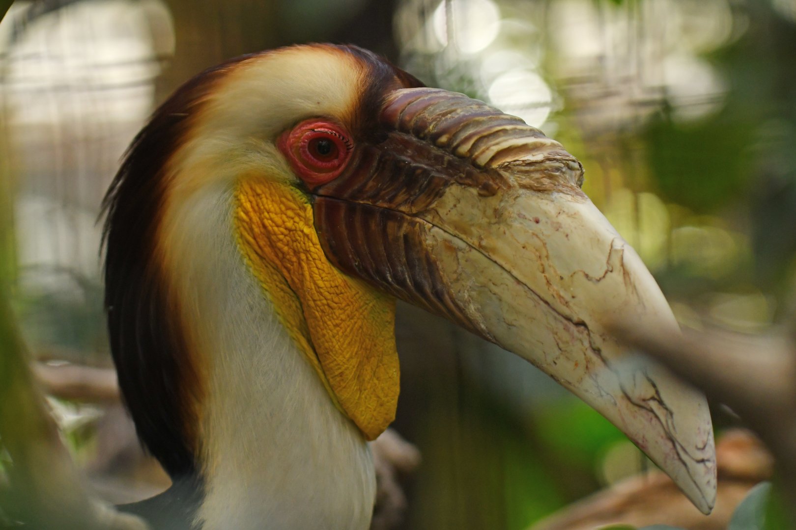 Wreathed Hornbill Rhyticeros undulatus