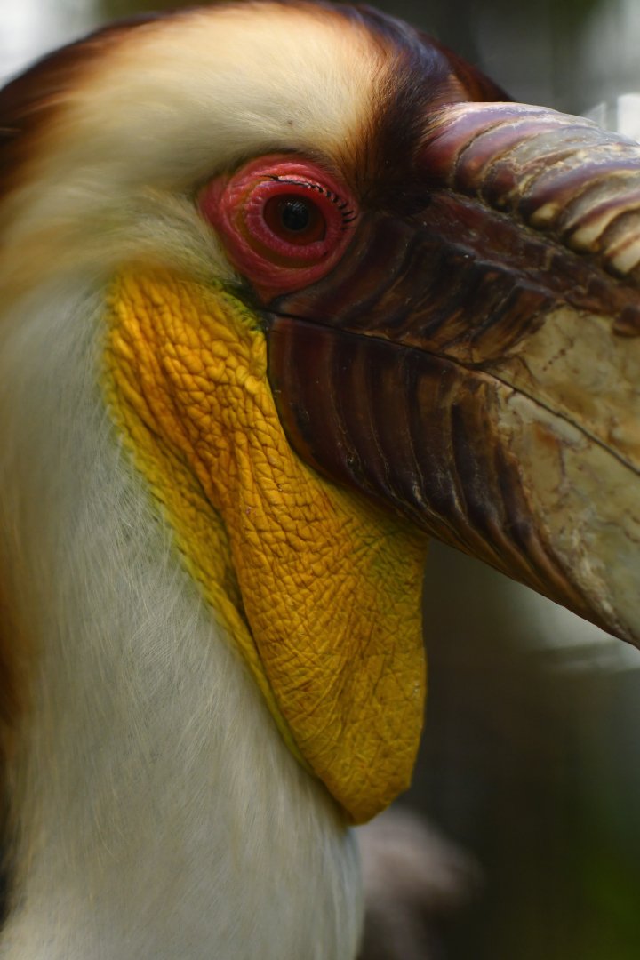 Wreathed Hornbill Rhyticeros undulatus