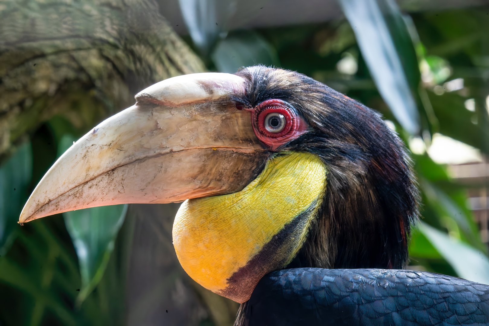 Wreathed Hornbill - Rhyticeros undulatus