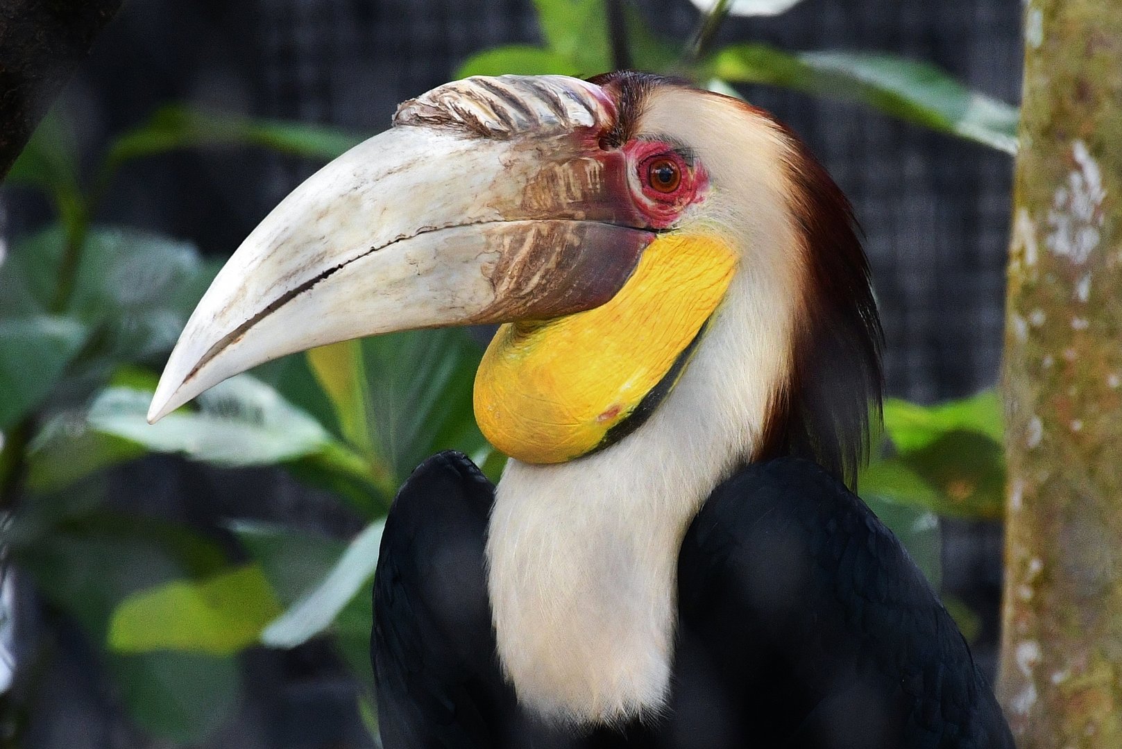 Wreathed Hornbill (Rhyticeros undulatus)