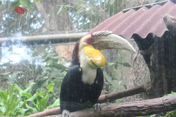 Wreathed hornbill (Rhyticeros undulatus)