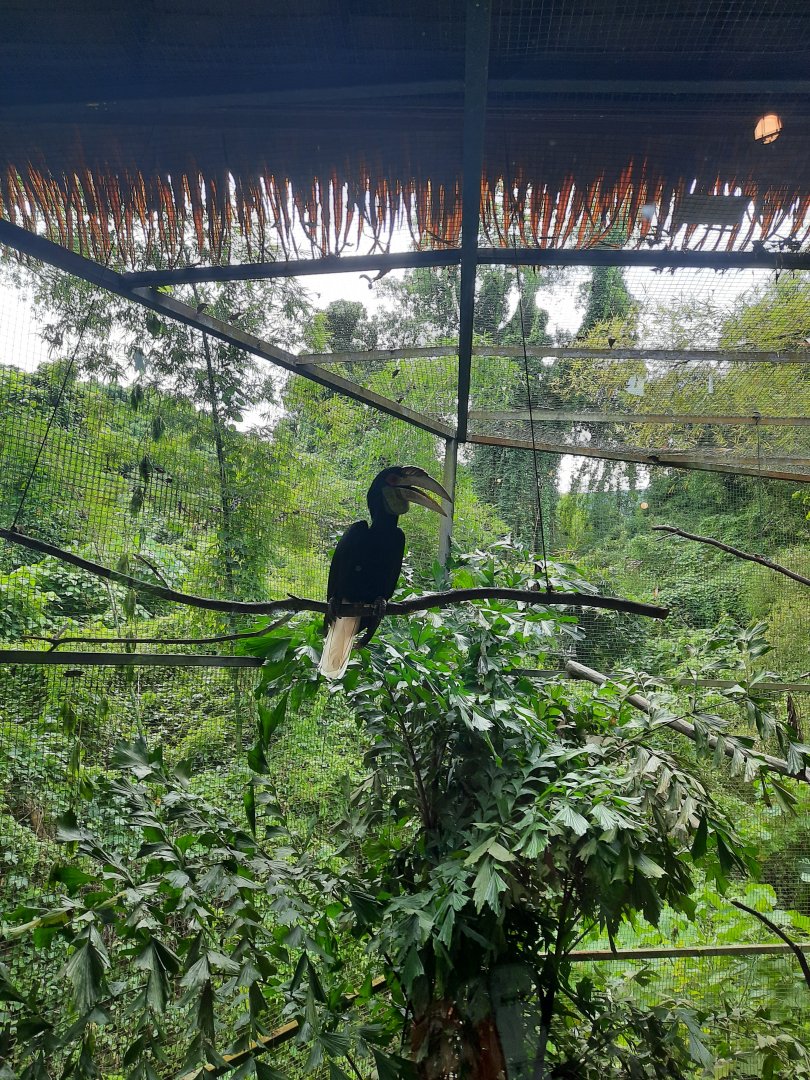 wreathed hornbill (rhyticeros undulatus)