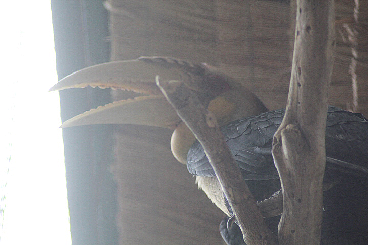 Wreathed hornbill (Rhyticeros undulatus)