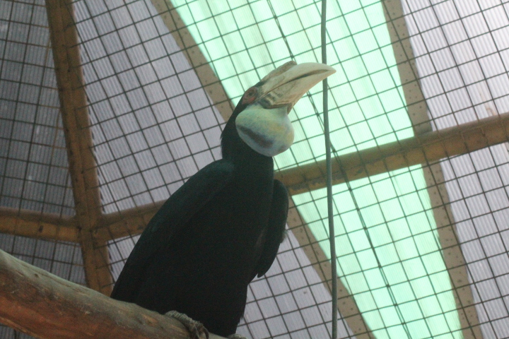 Wreathed hornbill (Rhyticeros undulatus)