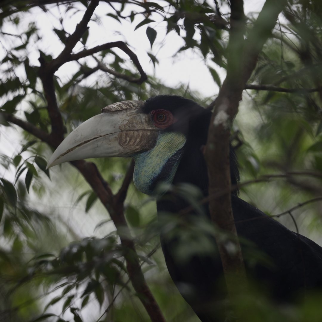 Wreathed Hornbill (Rhyticeros undulatus)