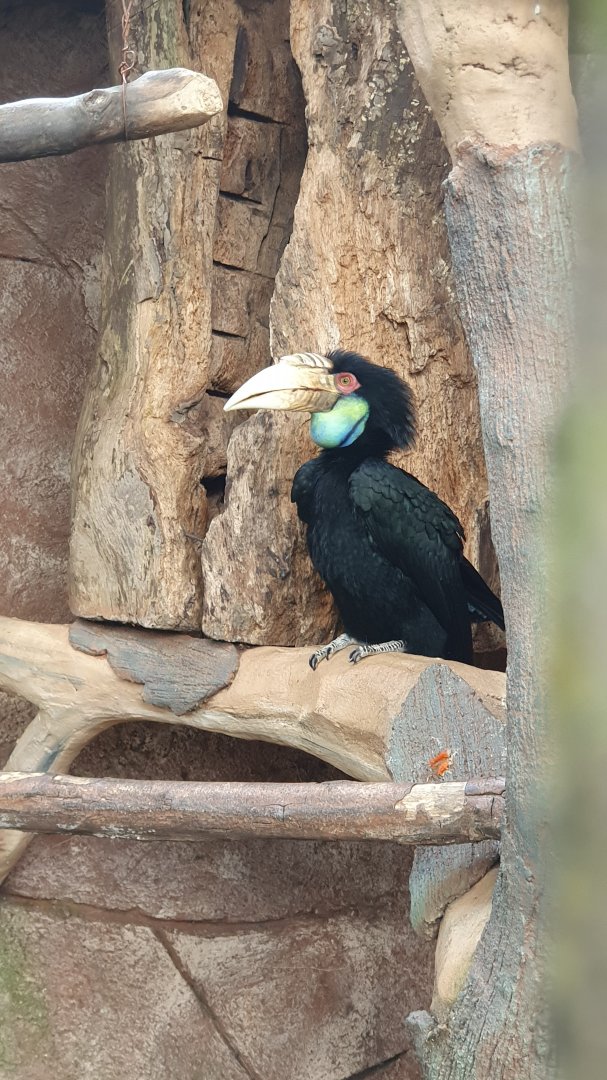 Wreathed Hornbill (Rhyticeros undulatus)