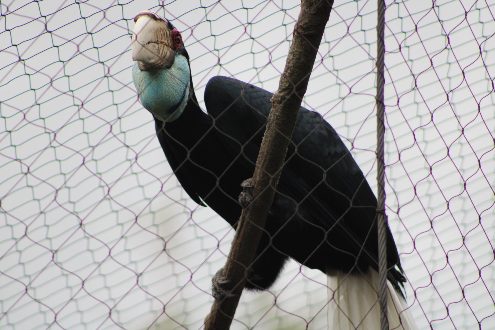 Wreathed Hornbill (Rhyticeros undulatus)