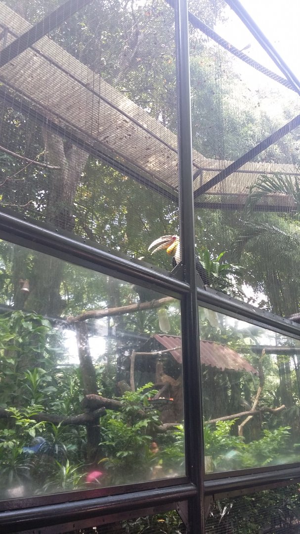 Wreathed hornbill (Rhyticeros undulatus)