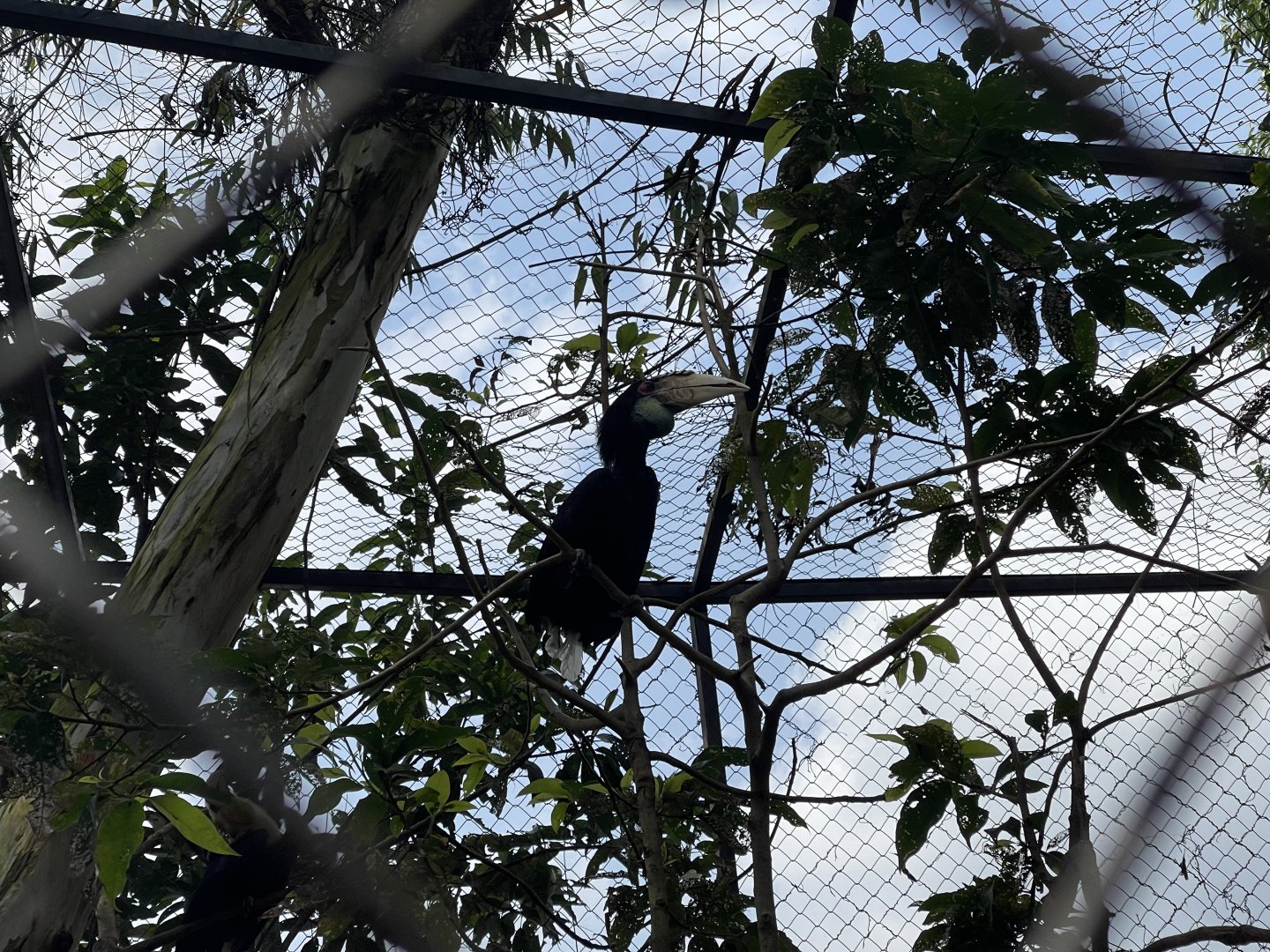 wreathed hornbill (rhyticeros undulatus)