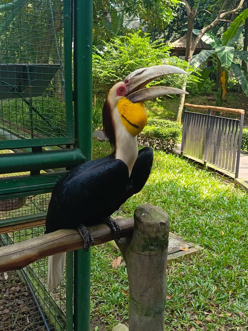 Wreathed Hornbill (Rhyticeros undulatus)