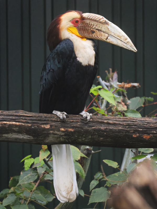 Wreathed hornbill (Rhyticeros undulatus)