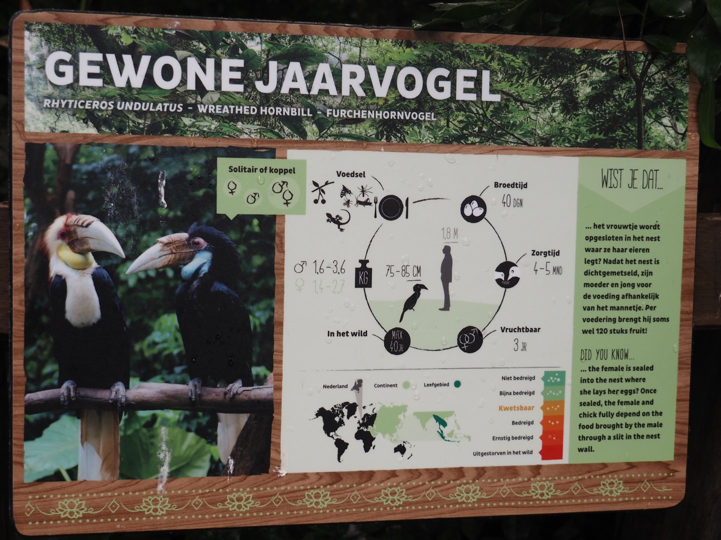 Wreathed hornbill signage, 2024-06-30