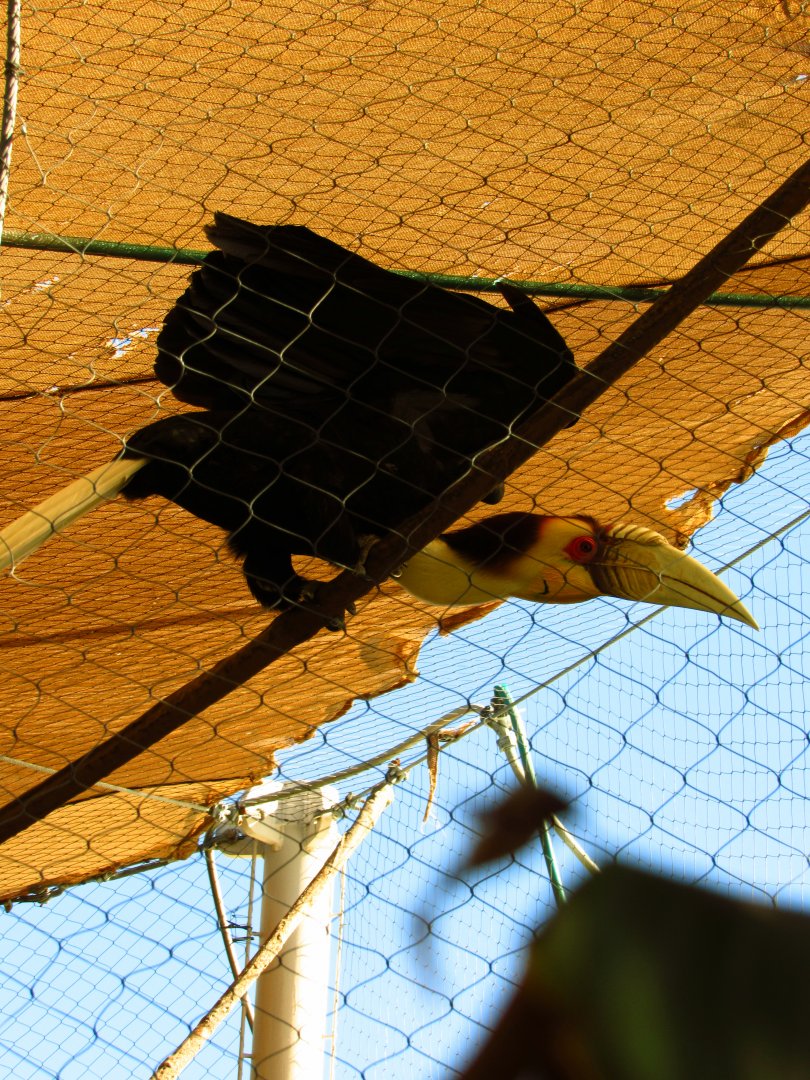 Wreathed Hornbill Taking Off