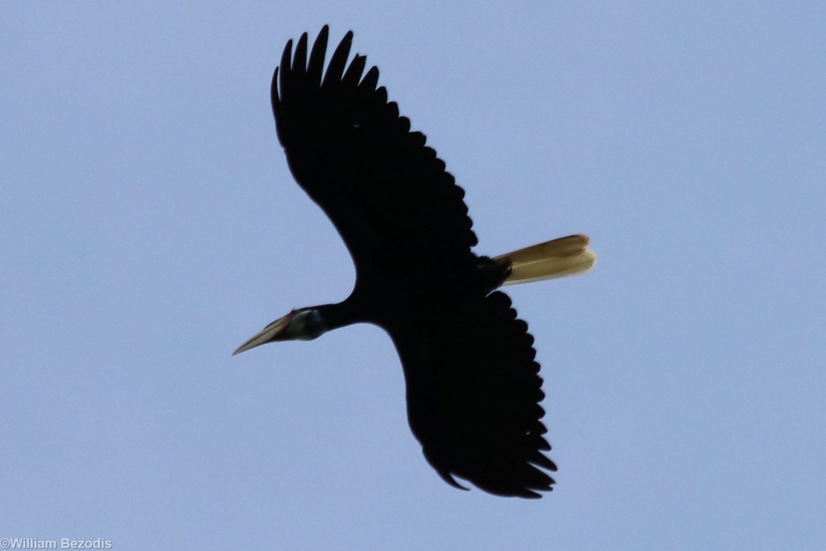 Wreathed Hornbill - Tapan Road
