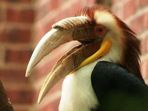 Wreathed Hornbill
