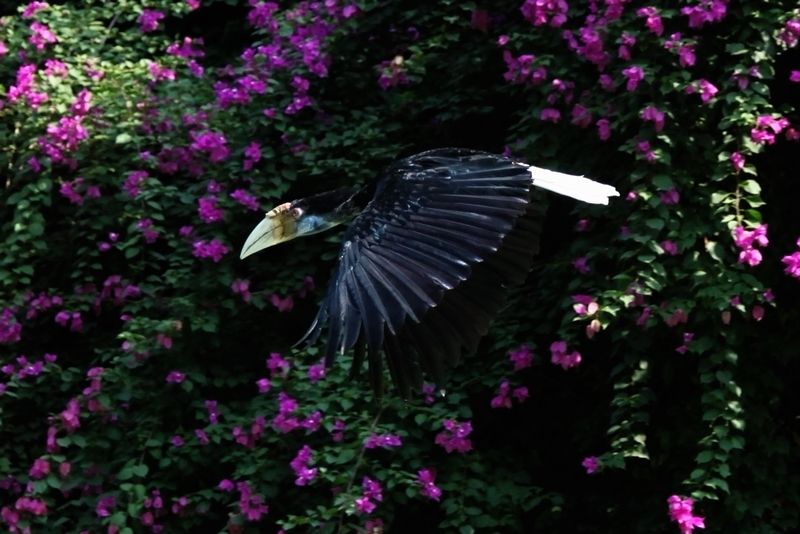 Wreathed hornbill