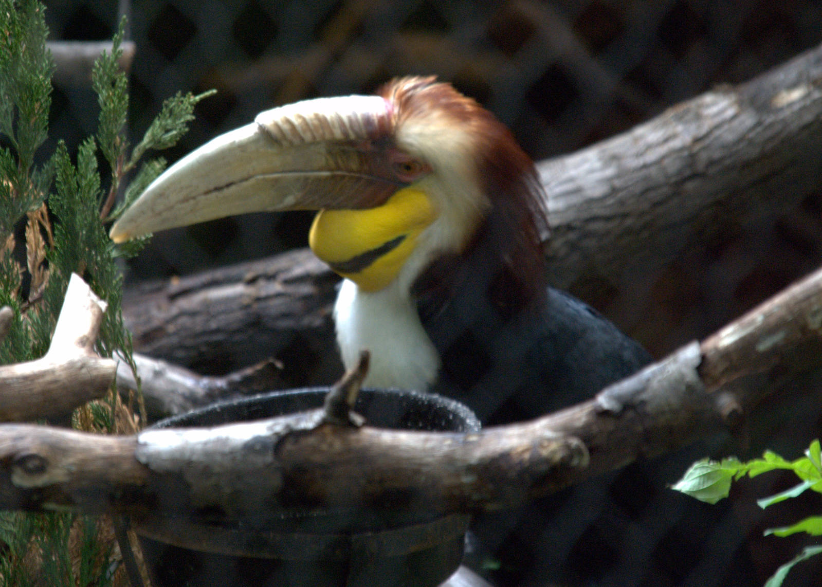Wreathed hornbill