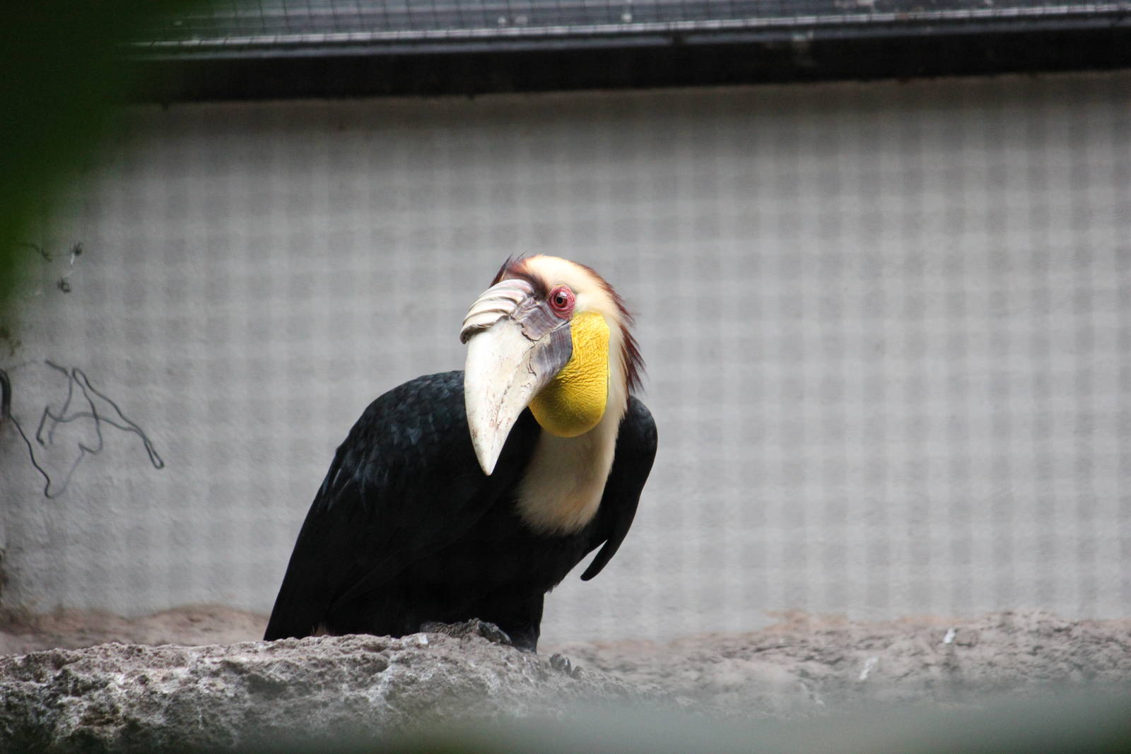Wreathed hornbill