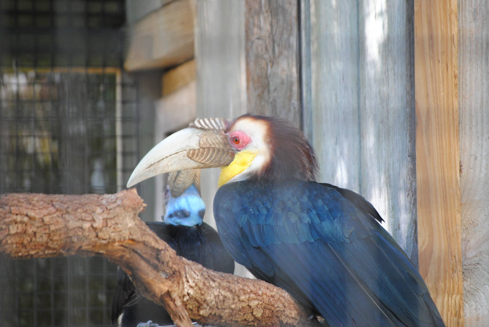 Wreathed Hornbill