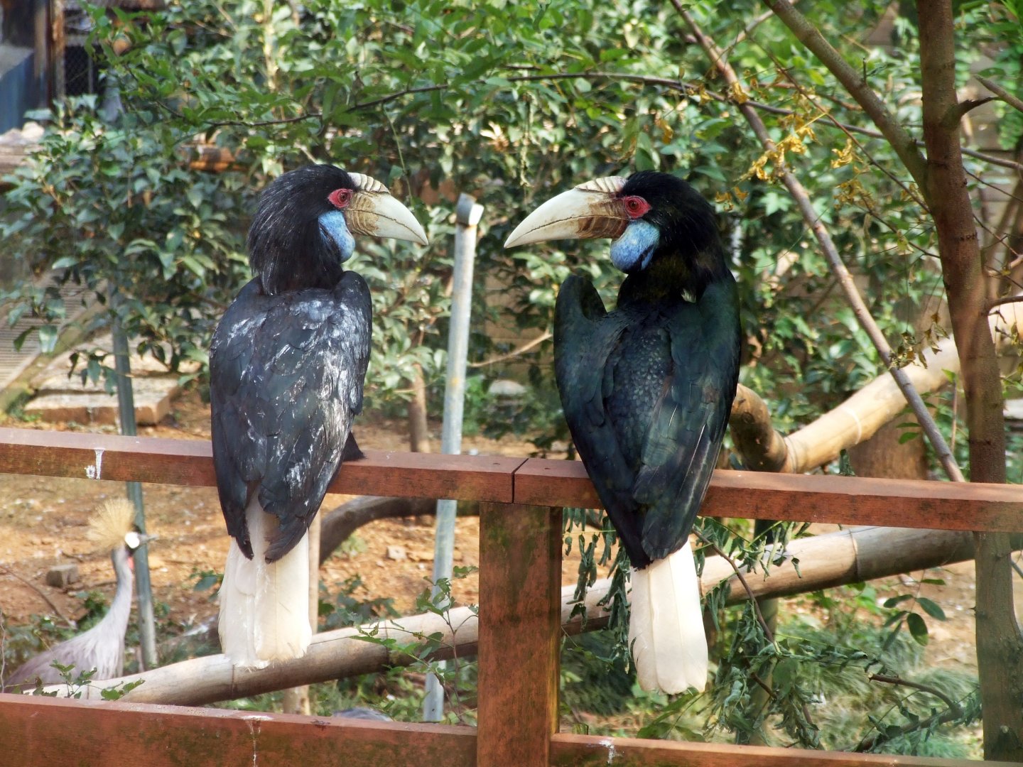 Wreathed Hornbill