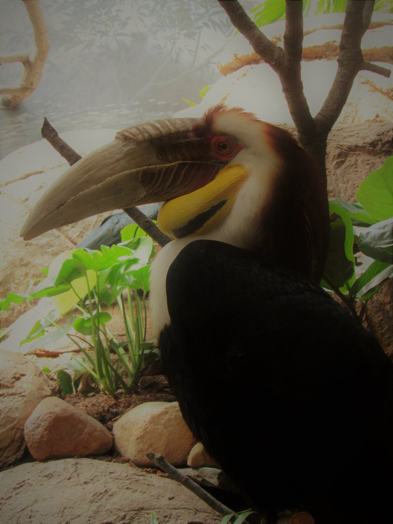 Wreathed hornbill