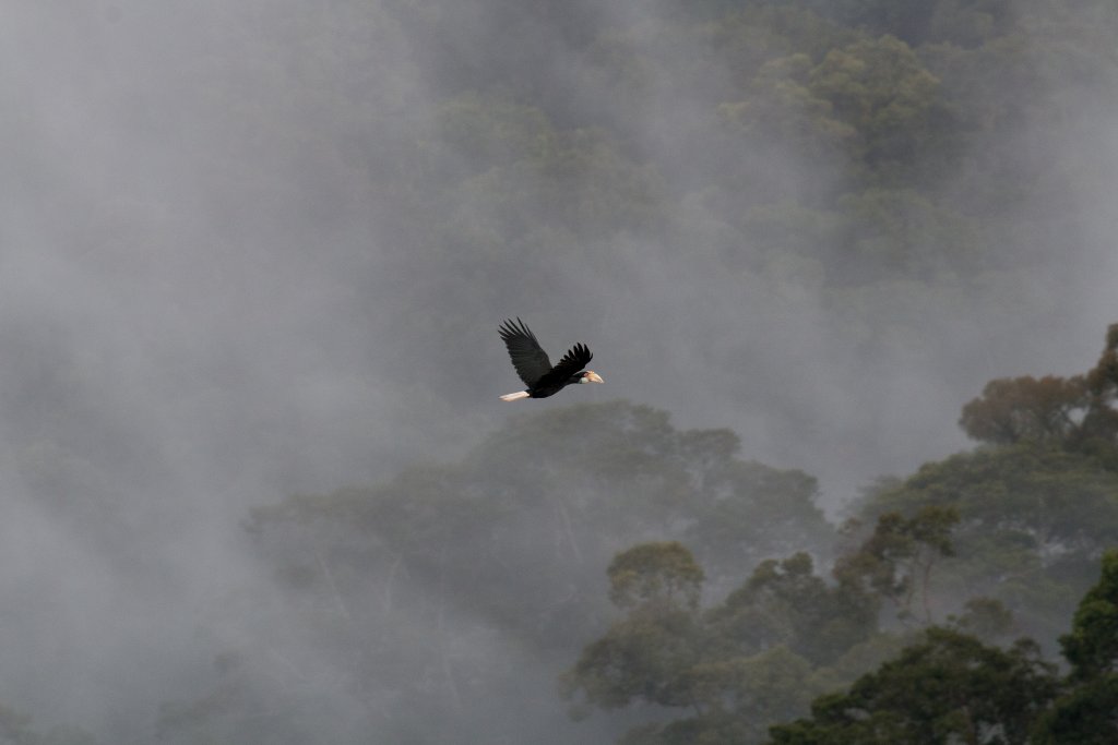 Wreathed Hornbill